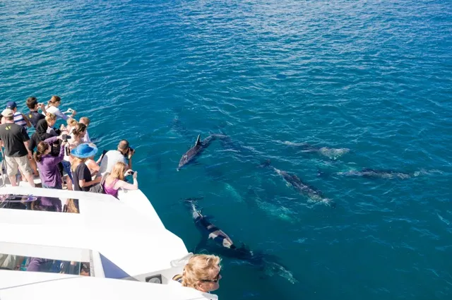 dolphin-safari